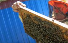 Пчеловодство как бизнес – бизнес-план по разведению пчел